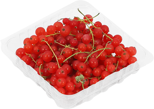 Смородина