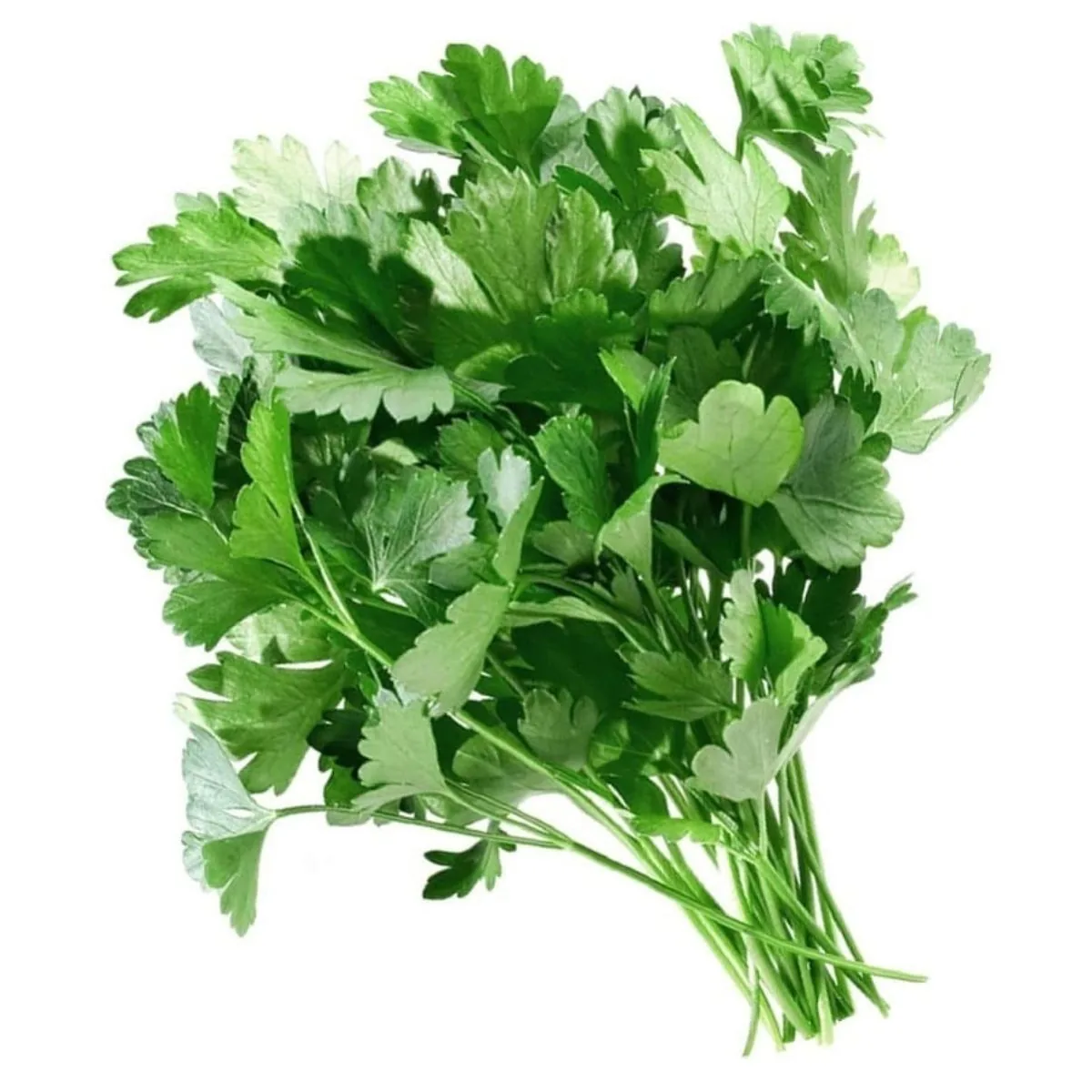 Кинза
