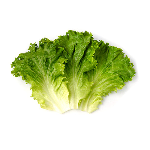 Латук